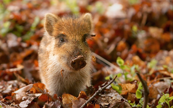 Раиса, 33 года